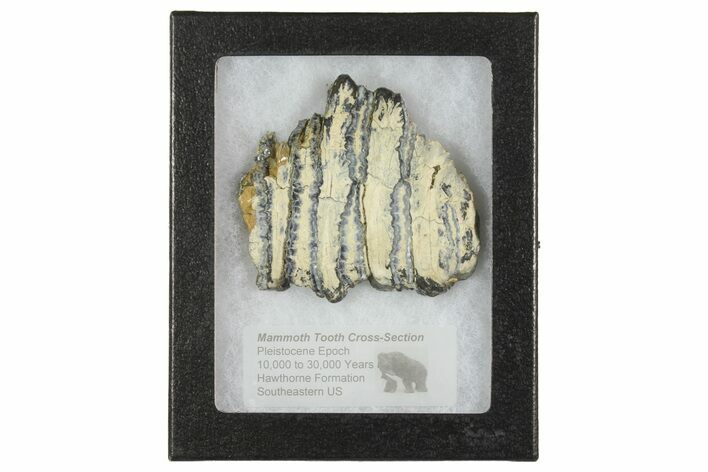 Mammoth Molar Slice with Case - South Carolina #165106